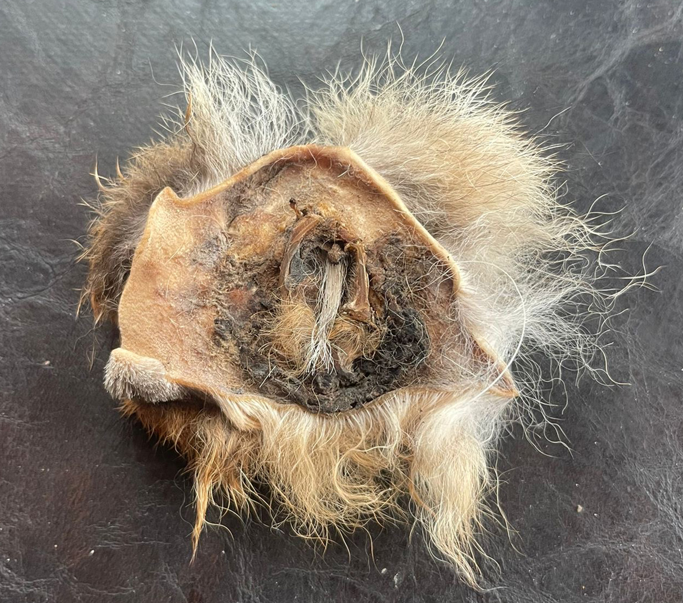 Kurt büzüğü ürünü